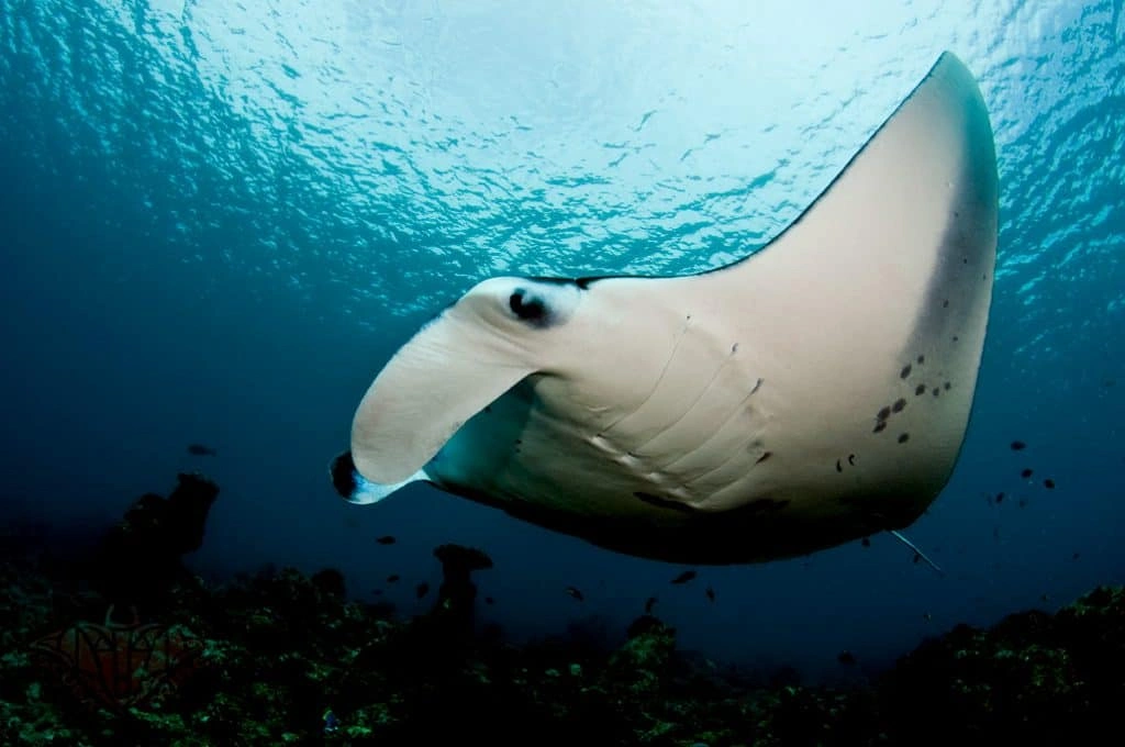 Fascinating marine life you can encounter when diving in Fujairah
