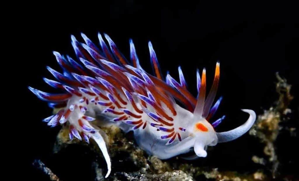 Fascinating marine life you can encounter when diving in Fujairah