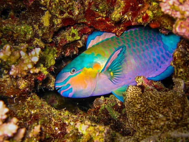 Fascinating marine life you can encounter when diving in Fujairah