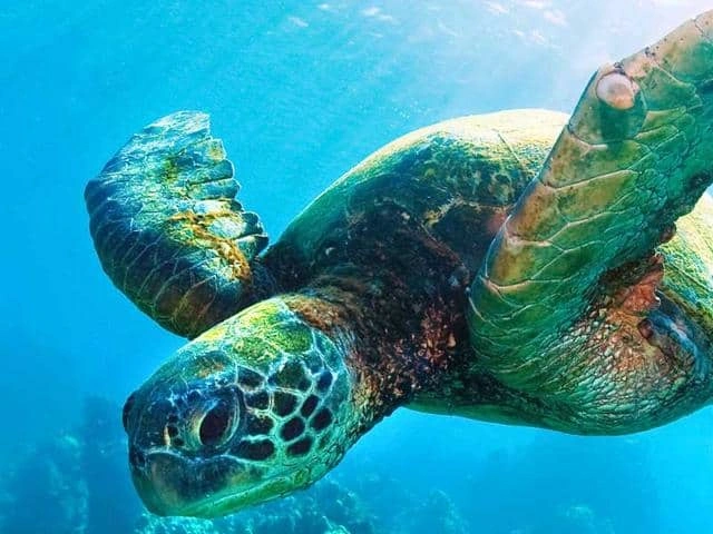 Fascinating marine life you can encounter when diving in Fujairah