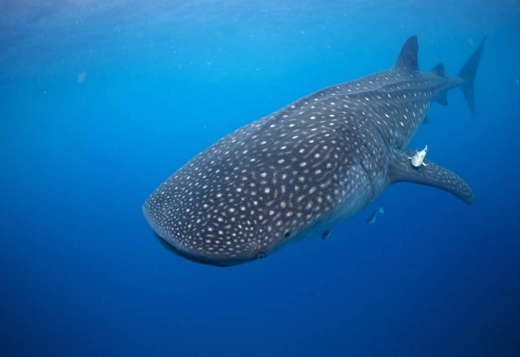 Fascinating marine life you can encounter when diving in Fujairah