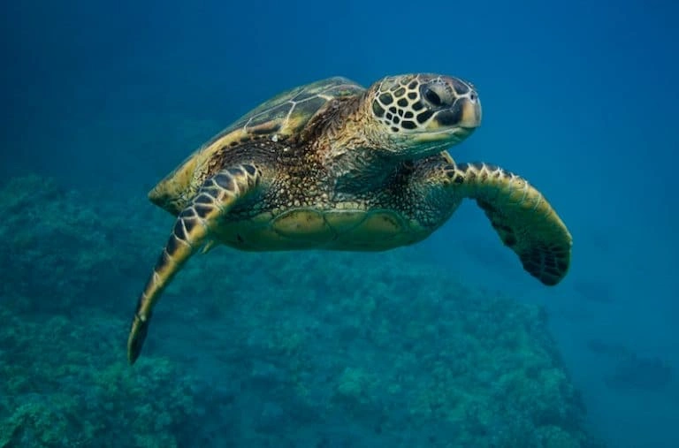 Thriving marine life