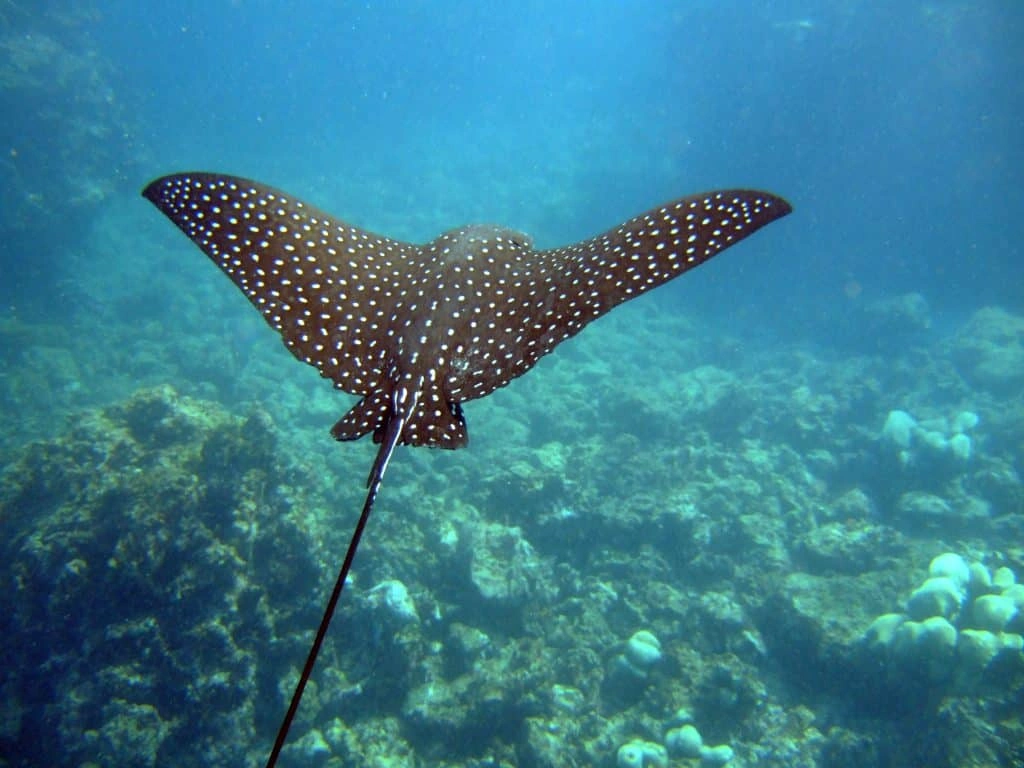 Getting to Know the Marine Life at Dibba Rock