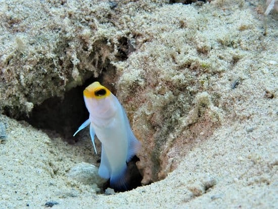Getting to Know the Marine Life at Dibba Rock