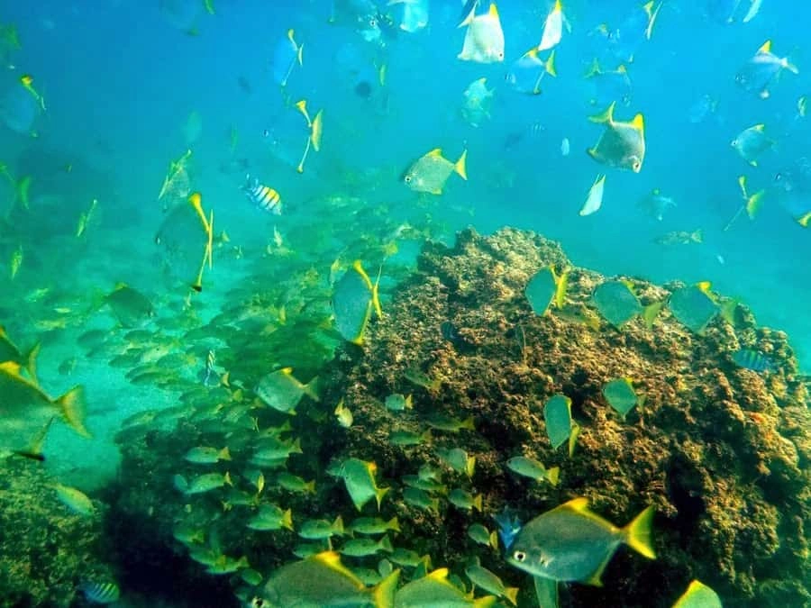 Getting to Know the Marine Life at Dibba Rock