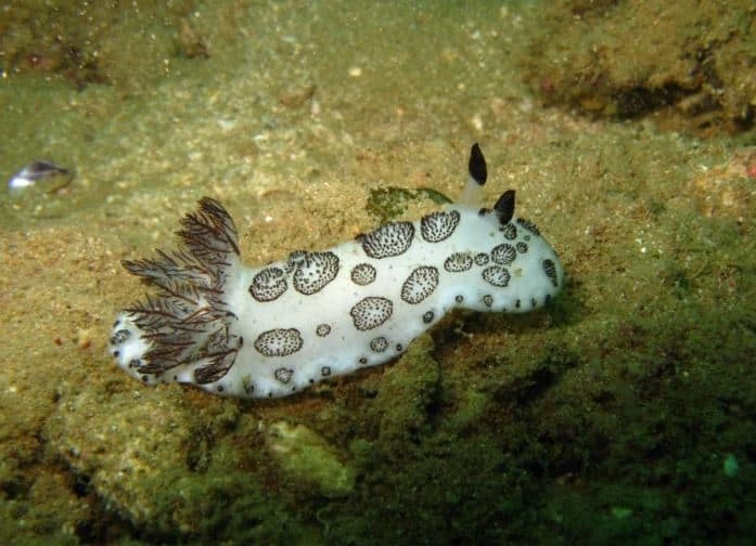 Inchcape 1 & 2 Wreck Diving in Fujairah: Ship History & What to Expect