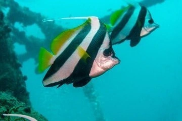 Inchcape 10 wreck diving in Fujairah