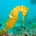 Some seahorses are as small as pine nuts while others can be as big as bananas. The biggest species is the Hippocampus abdominalis, also known as the big-bellied seahorse. These large seahorses can measure more than a foot long and they are found in Southern Australia and New Zealand. The smallest seahorse is the Hippocampus satomiae or the Satomi’s pygmy seahorse. They are so tiny that they are merely half an inch long. These mini seahorses reside in the waters of Indonesia and Malaysia.