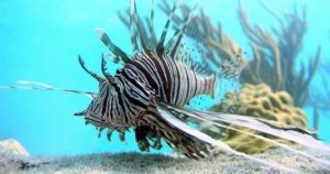 Curbing invasive species like the lionfish