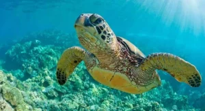 Musandam Dhow Adventure and Marine Life Encounters