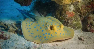 Musandam Dhow Adventure and Marine Life Encounters