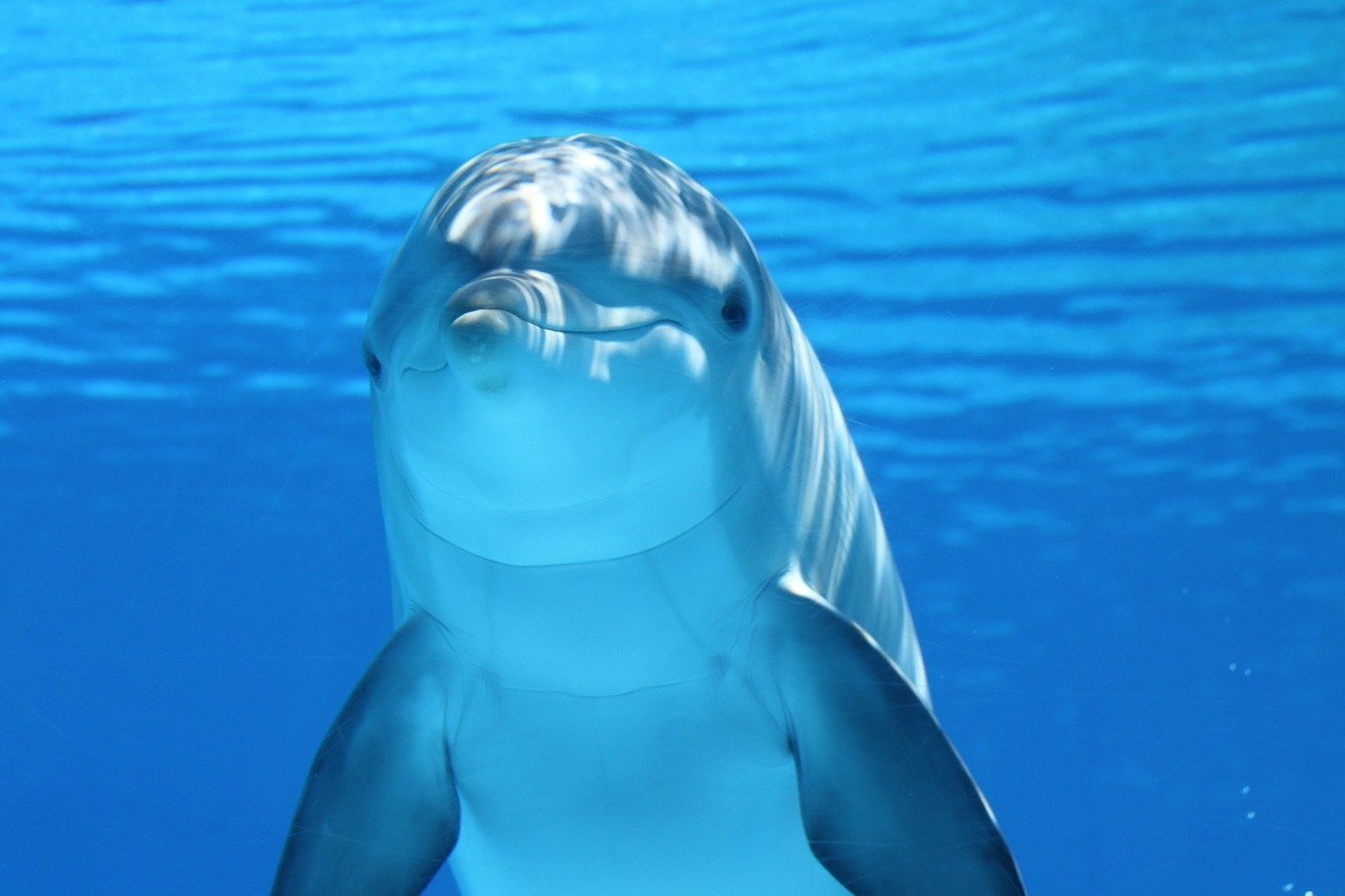 nemo diving dolphin