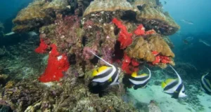 Everything you need to plan Musandam diving, top dive sites, marine life, drift diving, dhow trips, and travel requirements in one complete guide.