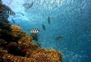 Impact of Scuba Diving on Coral Reefs
