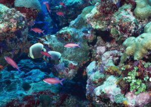 Impact of Scuba Diving on Coral Reefs 