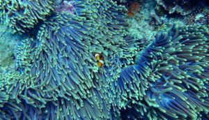 Impact of Scuba Diving on Coral Reefs