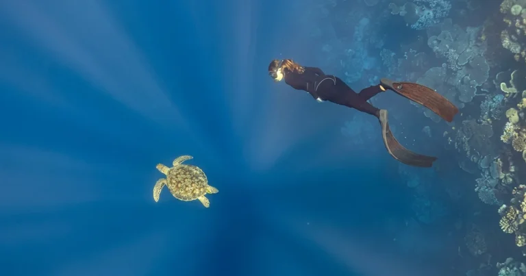 A Diver trying PADI Freediver Course Dubai | AED 1,700 | Nemo Diving Center