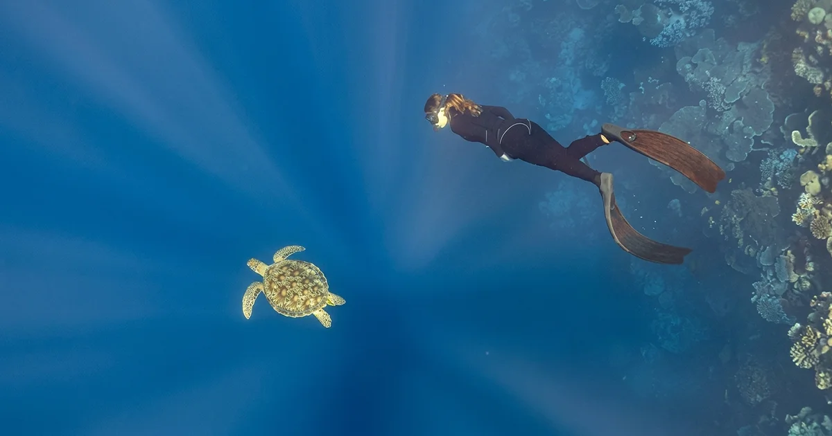 A Diver trying PADI Freediver Course Dubai | AED 1,700 | Nemo Diving Center