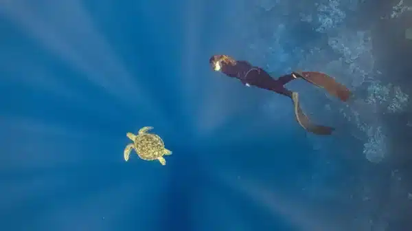 PADI Freediver