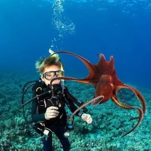 Master Seal Team Nemo Diving Center