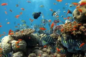 4 Reasons Why You Should Visit Musandam