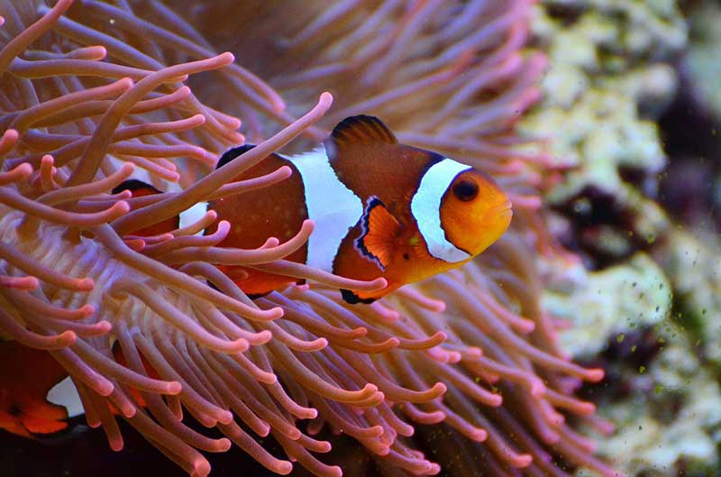nemo diving anemone fish