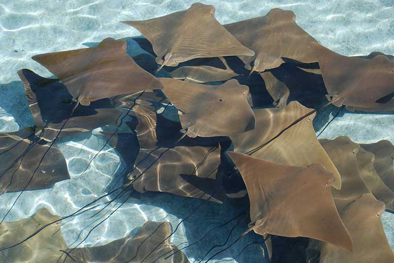 nemo diving manta rays
