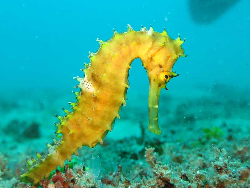 nemo diving seahorse