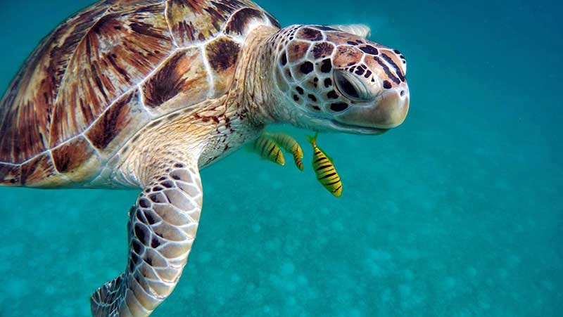 nemo diving turtle