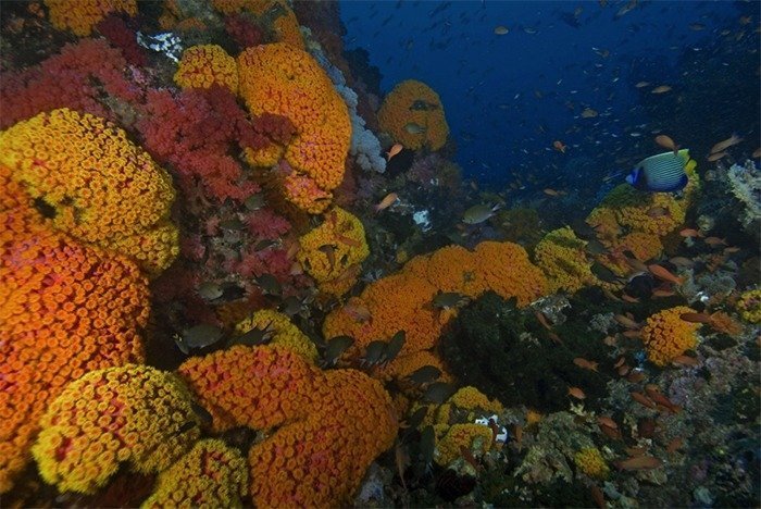 sunburst corals