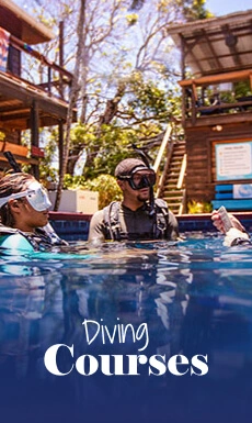 nemo diving courses