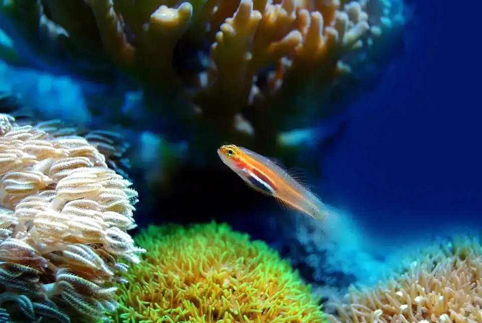 Dubai's Marine Life: A Dive into the Vibrant Underwater World