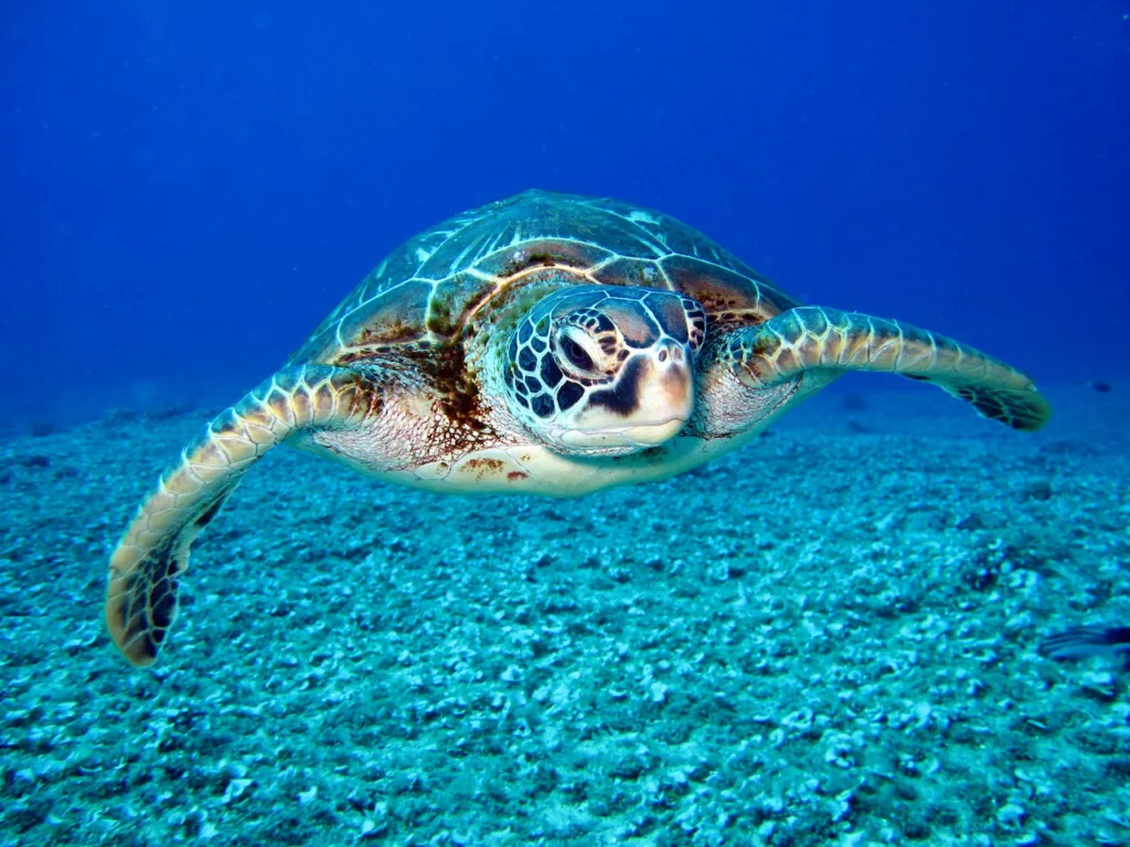 Graceful sea turtles