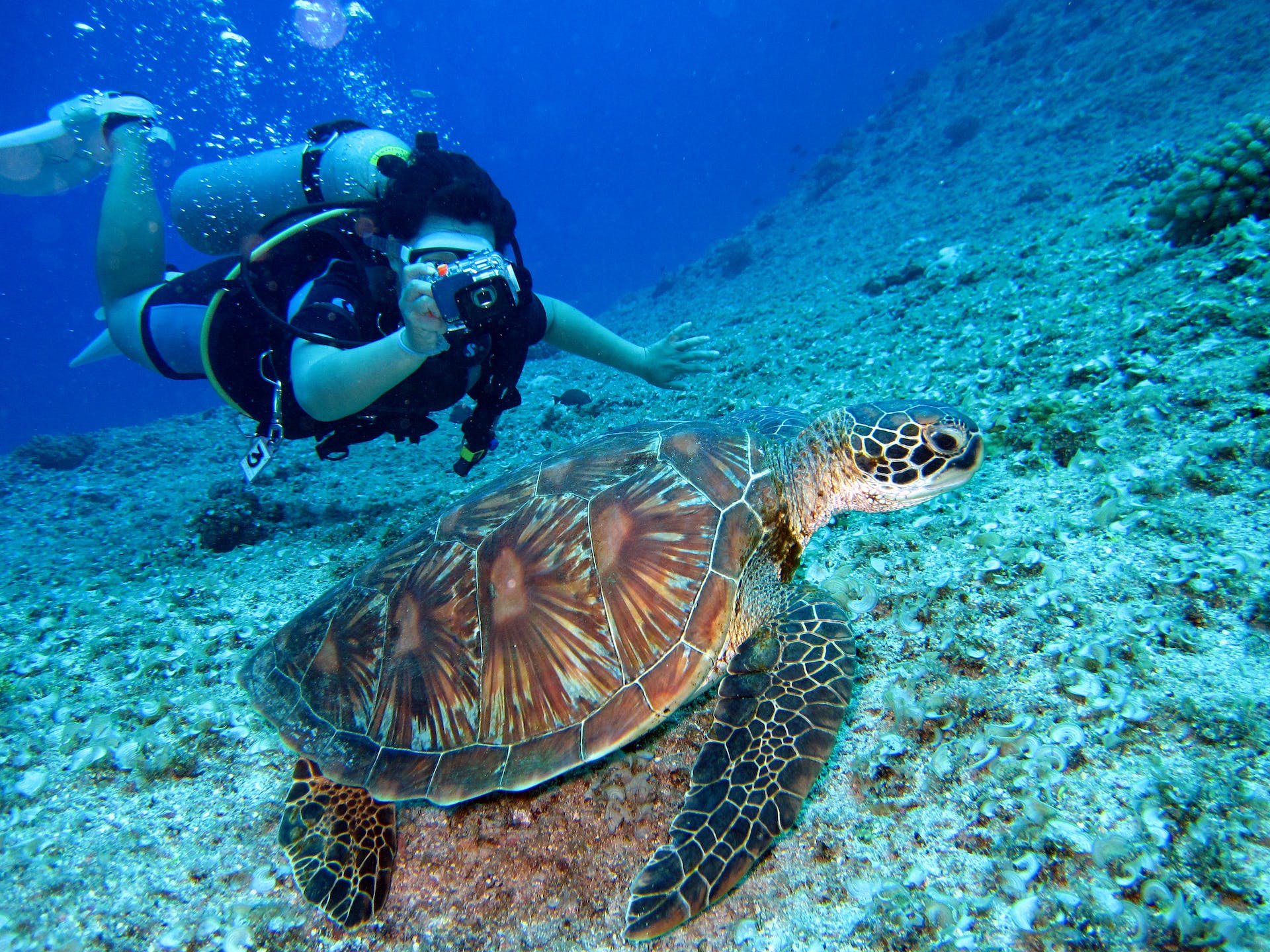 Dubai's Marine Life: A Dive into the Vibrant Underwater World