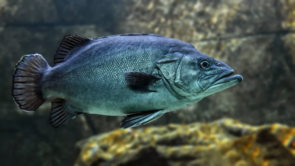 A myriad of fish species 