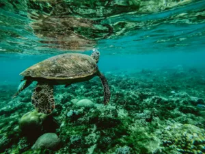 Hidden Depths: Exploring Unique Marine Life in Dubai's Scuba Diving Spots
