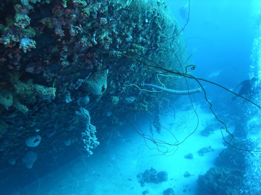 Exploring Shipwrecks and Marine Life in the UAE
