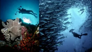 Exploring Marine Life: A Guide to Cebu's Underwater World