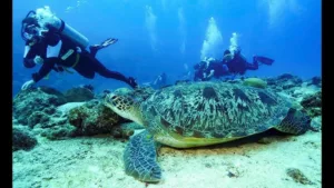 Liveaboard Adventures: Experiencing Egypt's Marine Life on a Scuba Diving Tour