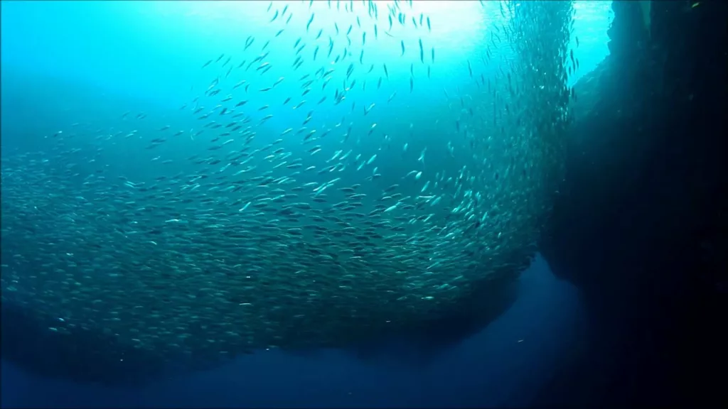 moalboal, sardine run