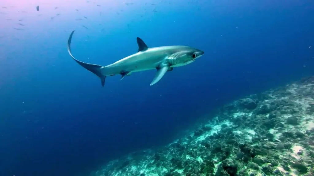 Malapascua Island: Thresher Shark 