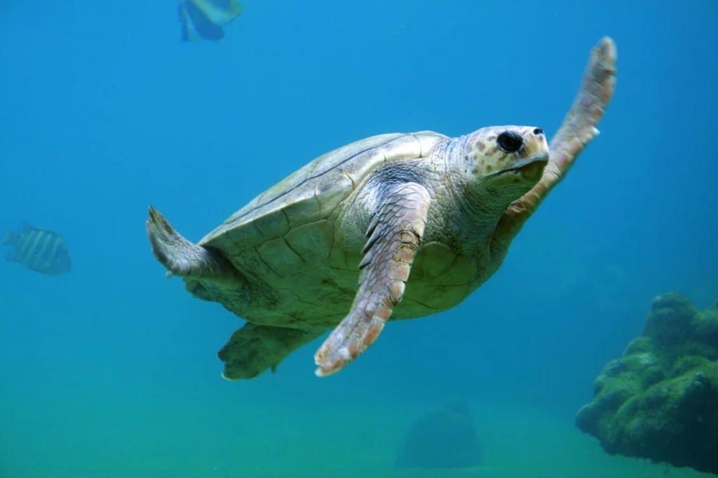 eco-friendly diving practices