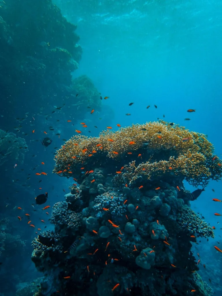 Choose a Responsible Dive Center Eco-Friendly Scuba Diving