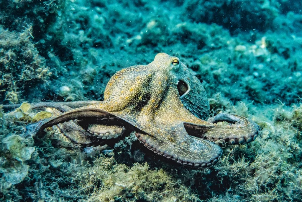 dubai octopus eco-friendly diving practices