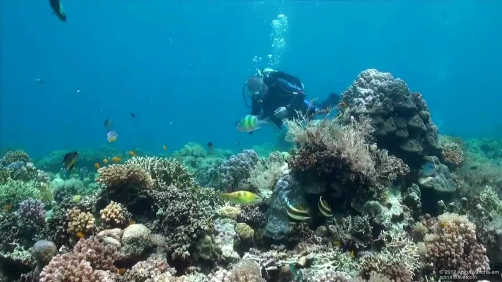 scuba diving in Cebu City