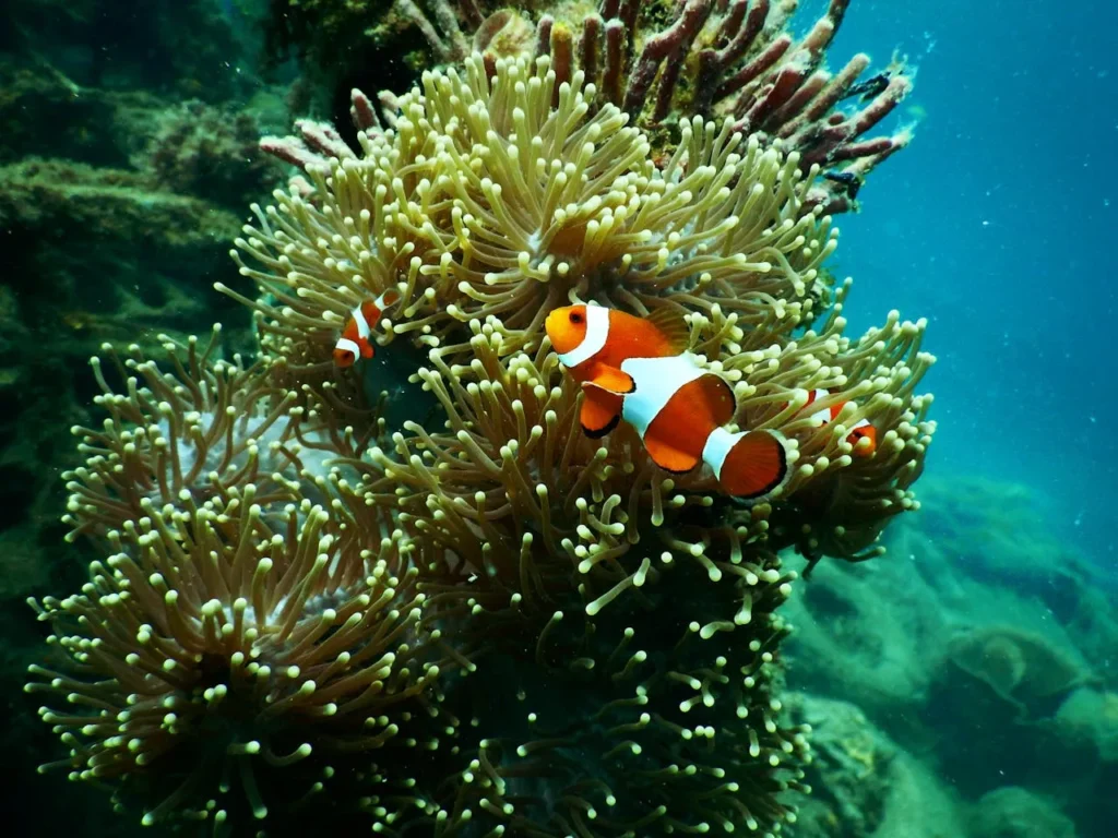 nemo fish diving