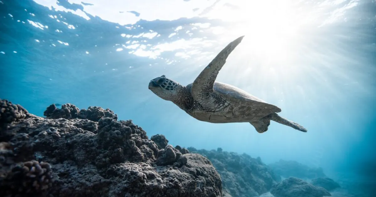Scuba Diving with the Family: 7 Reasons to Begin Your Underwater Adventure Together