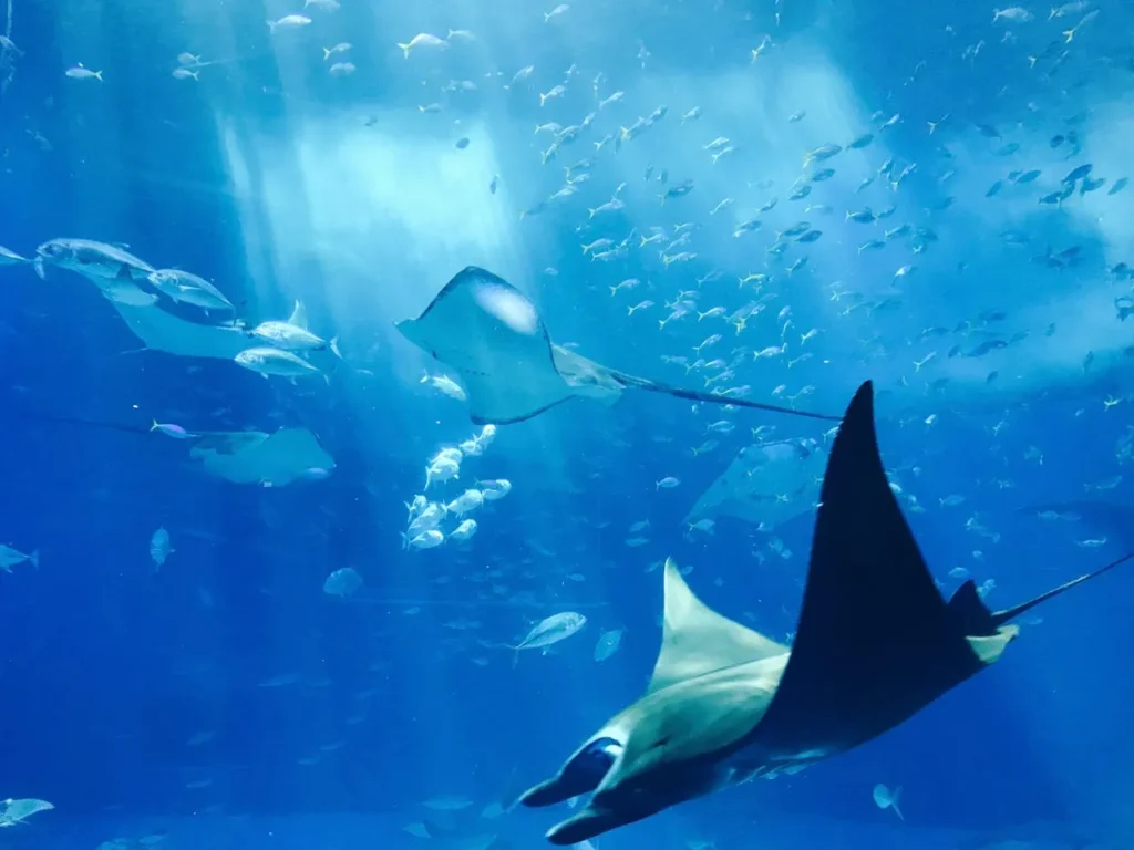 underwater adventure