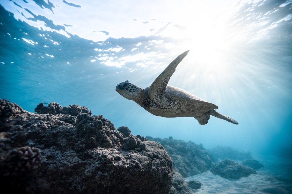 Scuba Diving with the Family: 7 Reasons to Begin Your Underwater Adventure Together