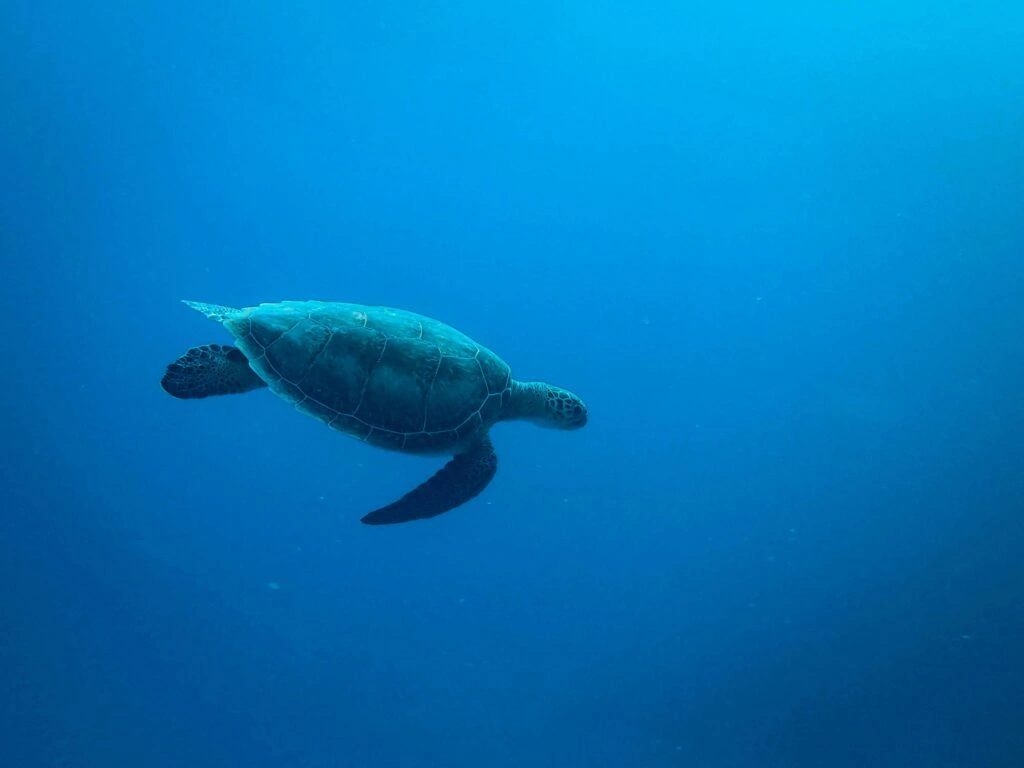 Turtle swimming in Marine Conservation Scuba Diving UAE: The Complete Guide